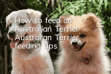 How to feed an Australian Terrier Australian Terrier feeding tips