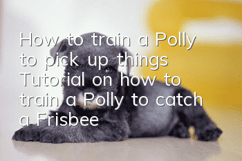How to train a Polly to pick up things Tutorial on how to train a Polly to catch a Frisbee