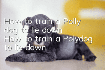 How to train a Polly dog ​​to lie down? How to train a Polydog to lie down?
