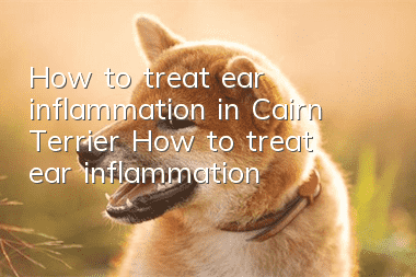 How to treat ear inflammation in Cairn Terrier? How to treat ear inflammation?