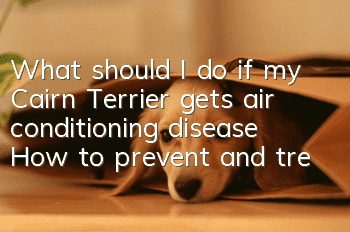What should I do if my Cairn Terrier gets air conditioning disease? How to prevent and treat air conditioning disease?