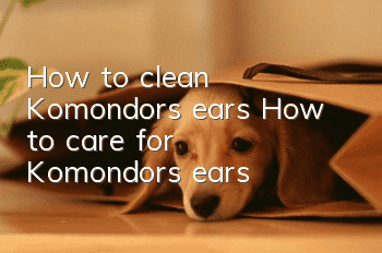 How to clean Komondor’s ears How to care for Komondor’s ears
