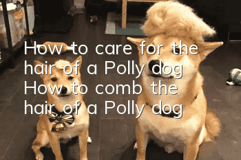 How to care for the hair of a Polly dog How to comb the hair of a Polly dog
