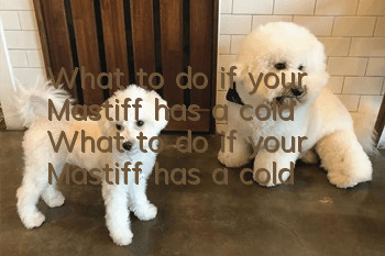 What to do if your Mastiff has a cold? What to do if your Mastiff has a cold?
