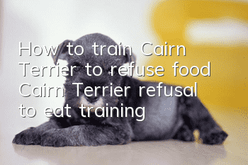 How to train Cairn Terrier to refuse food Cairn Terrier refusal to eat training