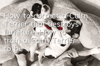 How to correct a Cairn Terrier that destroys furniture. How to train a Cairn Terrier to be obedient.