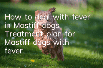 How to deal with fever in Mastiff dogs. Treatment plan for Mastiff dogs with fever.