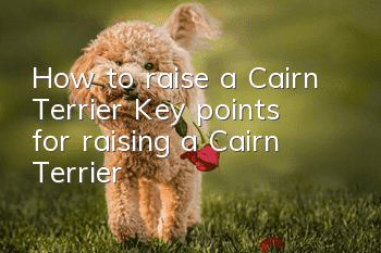 How to raise a Cairn Terrier? Key points for raising a Cairn Terrier