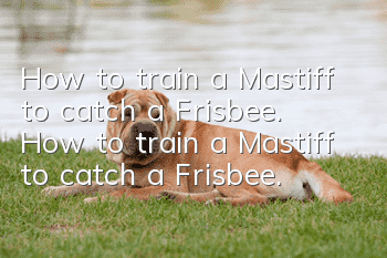 How to train a Mastiff to catch a Frisbee. How to train a Mastiff to catch a Frisbee.