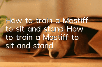 How to train a Mastiff to sit and stand? How to train a Mastiff to sit and stand?