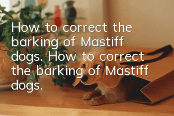 How to correct the barking of Mastiff dogs. How to correct the barking of Mastiff dogs.
