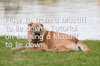 How to train a Mastiff to lie down. Tutorial on training a Mastiff to lie down.