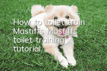 How to toilet train Mastiffs Mastiffs toilet training tutorial