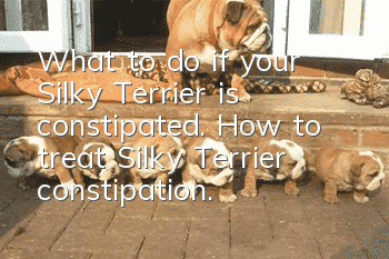 What to do if your Silky Terrier is constipated. How to treat Silky Terrier constipation.