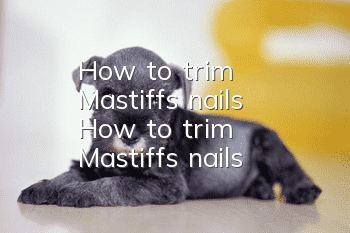 How to trim Mastiff's nails How to trim Mastiff's nails