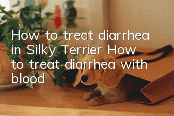 How to treat diarrhea in Silky Terrier? How to treat diarrhea with blood?