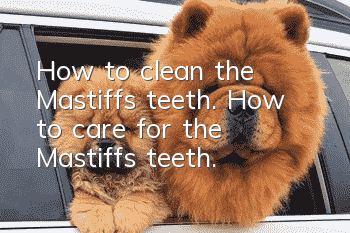 How to clean the Mastiff’s teeth. How to care for the Mastiff’s teeth.