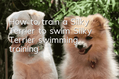 How to train a Silky Terrier to swim Silky Terrier swimming training