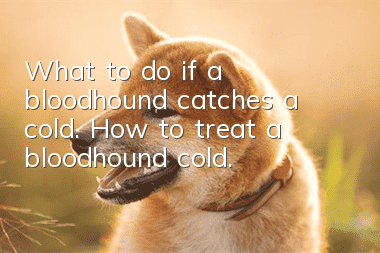 What to do if a bloodhound catches a cold. How to treat a bloodhound cold.