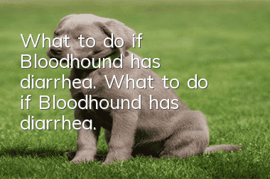 What to do if Bloodhound has diarrhea. What to do if Bloodhound has diarrhea.