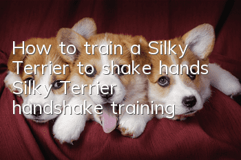 How to train a Silky Terrier to shake hands Silky Terrier handshake training