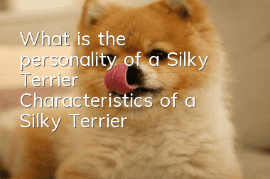 What is the personality of a Silky Terrier? Characteristics of a Silky Terrier