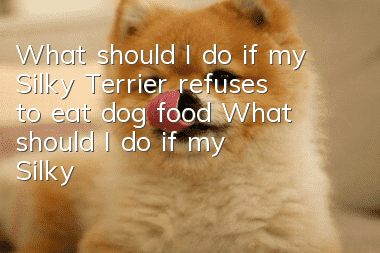 What should I do if my Silky Terrier refuses to eat dog food? What should I do if my Silky Terrier refuses to eat dog food?