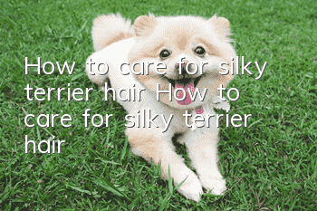 How to care for silky terrier hair How to care for silky terrier hair