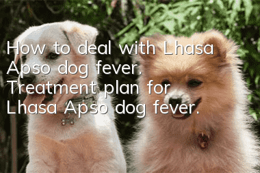 How to deal with Lhasa Apso dog fever. Treatment plan for Lhasa Apso dog fever.