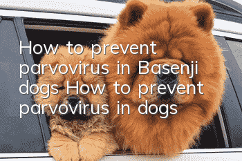 How to prevent parvovirus in Basenji dogs How to prevent parvovirus in dogs