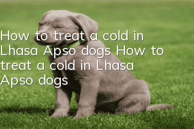 How to treat a cold in Lhasa Apso dogs How to treat a cold in Lhasa Apso dogs