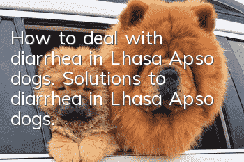 How to deal with diarrhea in Lhasa Apso dogs. Solutions to diarrhea in Lhasa Apso dogs.