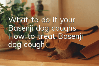 What to do if your Basenji dog coughs? How to treat Basenji dog cough?