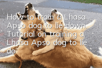 How to train a Lhasa Apso dog to lie down. Tutorial on training a Lhasa Apso dog to lie down.