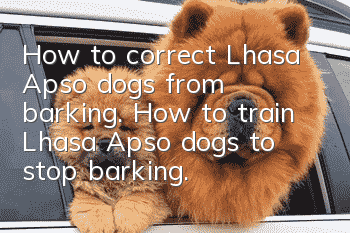 How to correct Lhasa Apso dogs from barking. How to train Lhasa Apso dogs to stop barking.