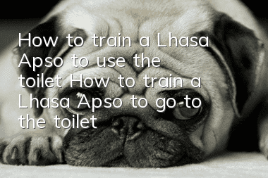 How to train a Lhasa Apso to use the toilet? How to train a Lhasa Apso to go to the toilet at a fixed location?