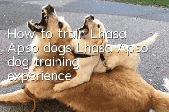 How to train Lhasa Apso dogs? Lhasa Apso dog training experience