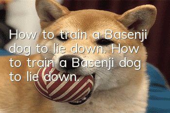 How to train a Basenji dog to lie down. How to train a Basenji dog to lie down.