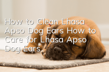 How to Clean Lhasa Apso Dog Ears How to Care for Lhasa Apso Dog Ears
