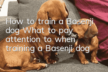 How to train a Basenji dog What to pay attention to when training a Basenji dog