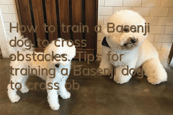 How to train a Basenji dog to cross obstacles. Tips for training a Basenji dog to cross obstacles.