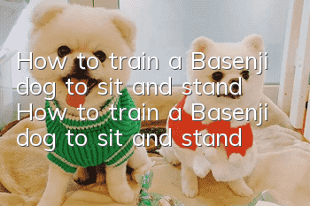 How to train a Basenji dog to sit and stand? How to train a Basenji dog to sit and stand?