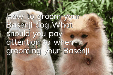 How to groom your Basenji dog? What should you pay attention to when grooming your Basenji dog?