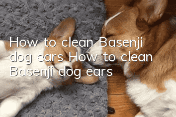 How to clean Basenji dog ears How to clean Basenji dog ears