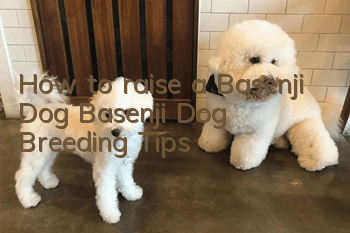 How to raise a Basenji Dog Basenji Dog Breeding Tips