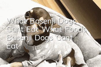What Basenji Dogs Can’t Eat What Foods Basenji Dogs Can’t Eat
