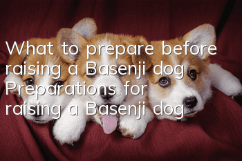 What to prepare before raising a Basenji dog Preparations for raising a Basenji dog