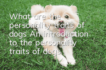 What are the personality traits of dogs? An introduction to the personality traits of dogs