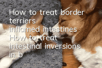How to treat border terrier's inflamed intestines? How to treat intestinal inversions in border terrier?