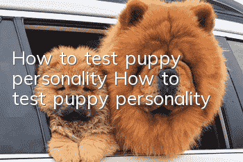 How to test puppy personality How to test puppy personality